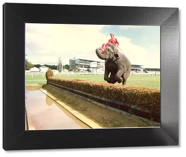 Rani the elephant at Gosforth Racecourse