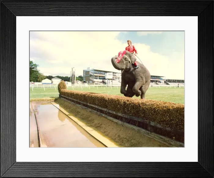 Framed Print : Rani the elephant at Gosforth Racecourse Framed Print : Rani the elephant at Gosforth Racecourse