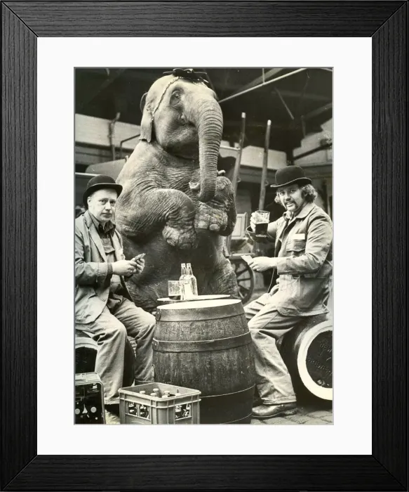Framed Print : Brigitte the elephant plays cards