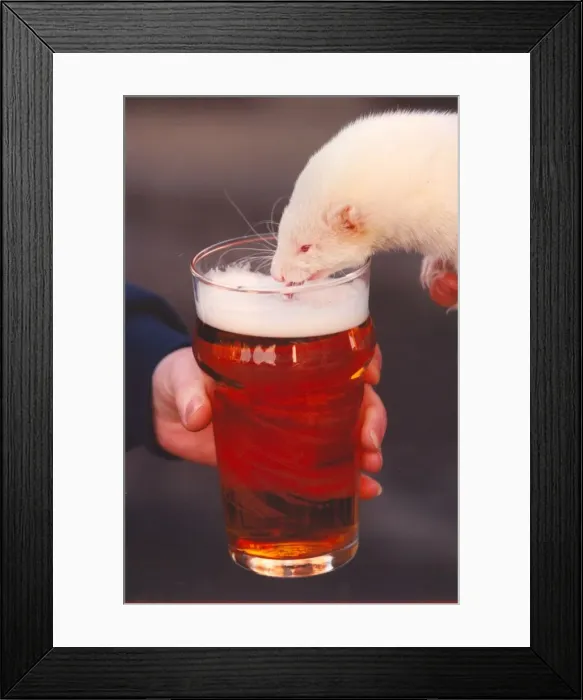 Framed Print : Scampi the ferret enjoys a pint of beer Framed Print : Scampi the ferret enjoys a pint of beer