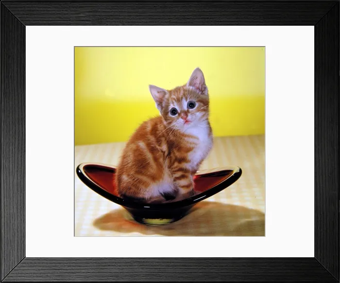 Framed Print : A kitten sitting in a glass bowl circa 1960 Framed Print : A kitten sitting in a glass bowl circa 1960