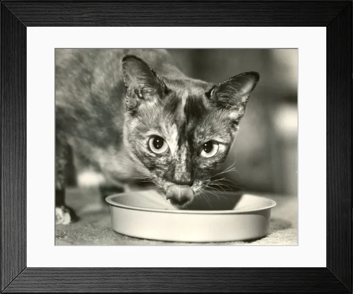 Framed Print : Jasmine the Burmese cat enjoys his food Framed Print : Jasmine the Burmese cat enjoys his food