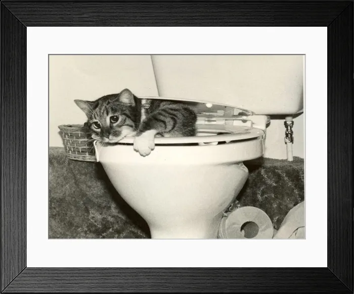 Framed Print : Tigger the tabby got locked in lavatory Framed Print : Tigger the tabby got locked in lavatory