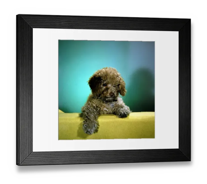 Framed Print : A puppy looking sad circa 1960 Framed Print : A puppy looking sad circa 1960