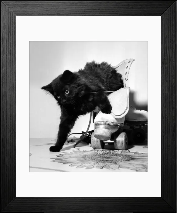 Framed Print : Sooty the kitten climbs out of a roller skate August 1965 Framed Print : Sooty the kitten climbs out of a roller skate August 1965