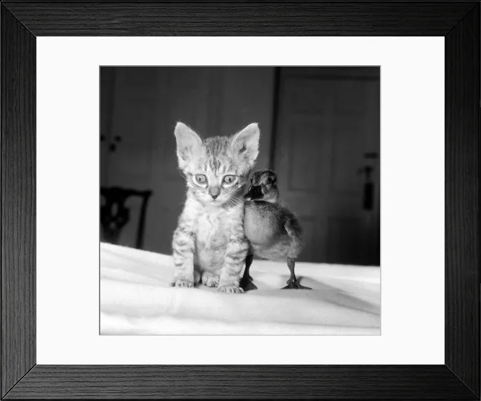 Framed Print : Donald the duckling has found a friend in six week old kitten Silva Ringo Donald Framed Print : Donald the duckling has found a friend in six week old kitten Silva Ringo Donald
