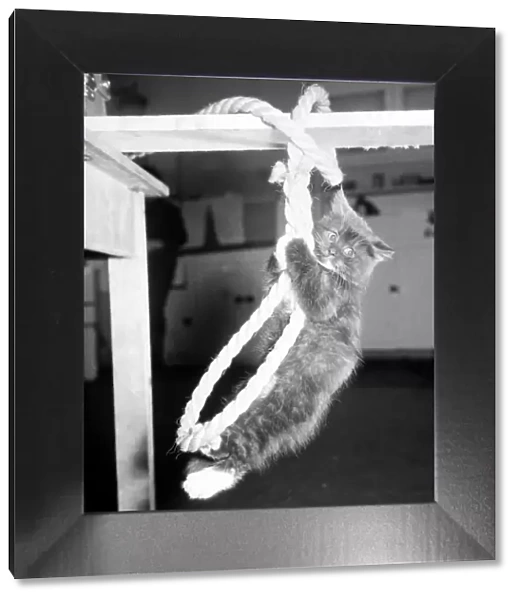 Bonzo the balancing cat practises his routine on the rope