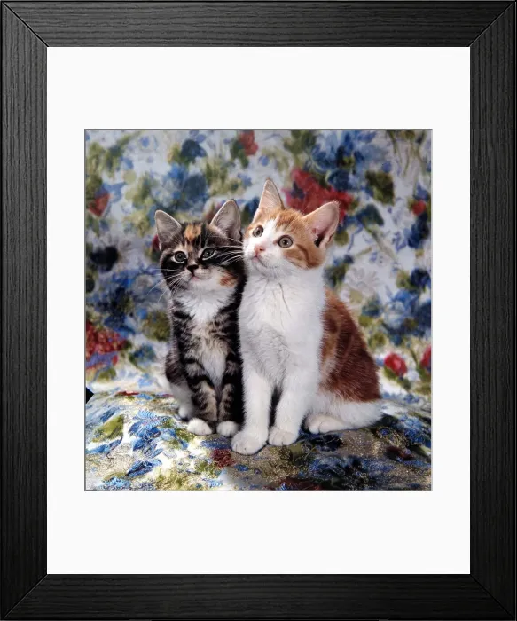 Framed Print : Two cats sat on a floral pattern circa 1960 Framed Print : Two cats sat on a floral pattern circa 1960