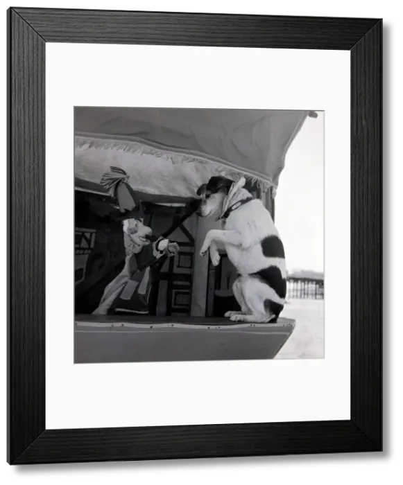 Framed Print : Prince the dog who plays the part of Toby in Joe Grennes Puch and Judy show