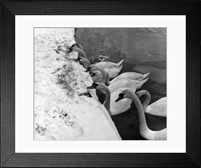 Framed Print : Hungry swans, their natural food sealed off by ice, are given crumbs at Roath Park Framed Print : Hungry swans, their natural food sealed off by ice, are given crumbs at Roath Park