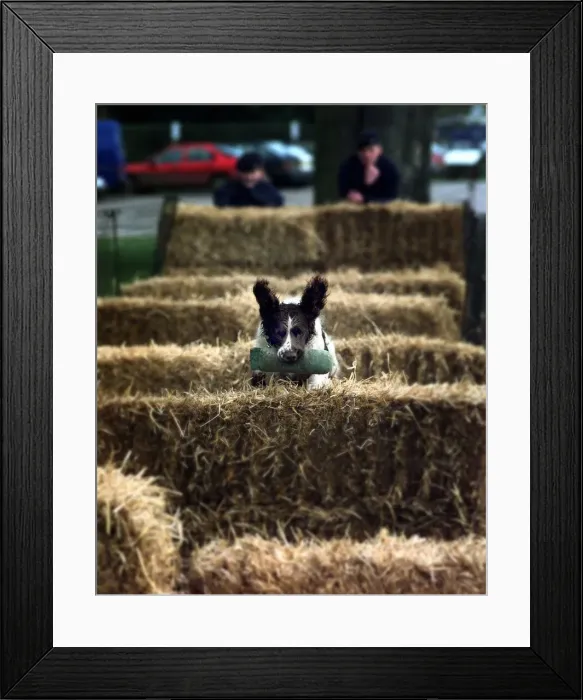 Framed Print : Tash, a two year old Springer Spaniel jumps over hay bales during the obstacle round of Framed Print : Tash, a two year old Springer Spaniel jumps over hay bales during the obstacle round of