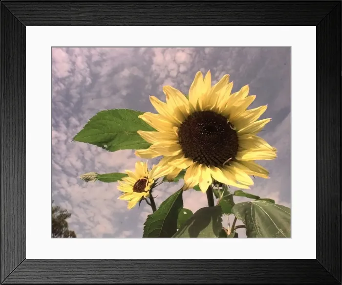 Framed Print : Sunflowers sway in the wind in the new cooks garden at Ryton Organic Gardens Framed Print : Sunflowers sway in the wind in the new cooks garden at Ryton Organic Gardens