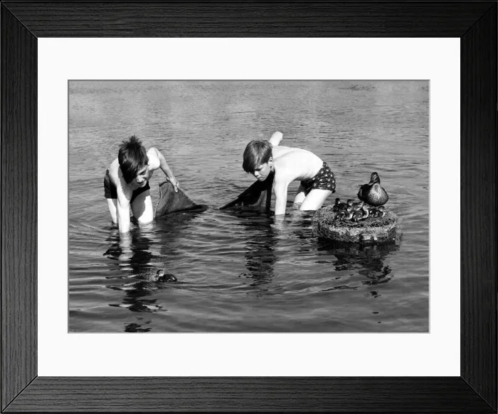 Framed Print : Children with Ducks Two boys fishing with a towel as a net - encounter a family of Framed Print : Children with Ducks Two boys fishing with a towel as a net - encounter a family of