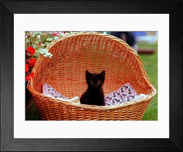Framed Print : All alone in the world, one of the kittens that have been rescued by the Cats Protection