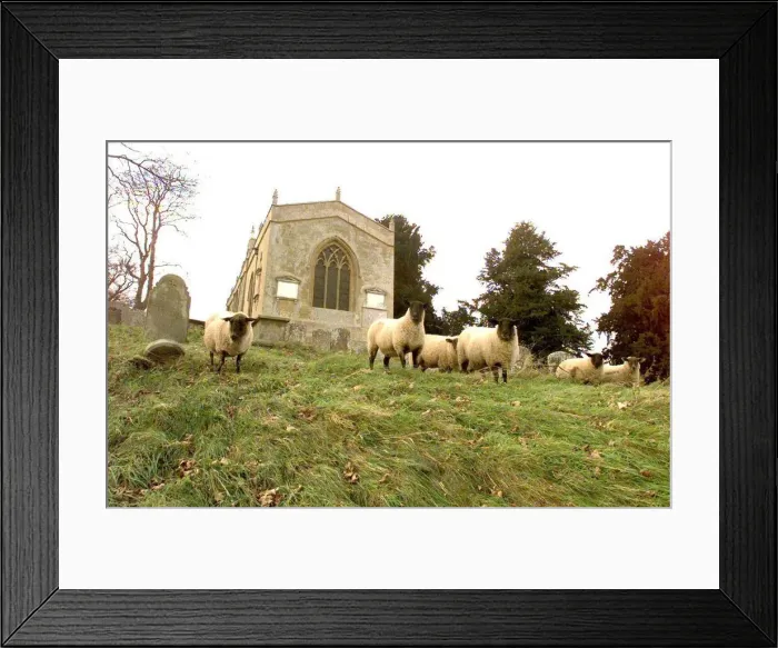 Framed Print : Sheep grazing in the churchyard at Preston on Stour nr, Stratford-upon-Avon, Warwickshire