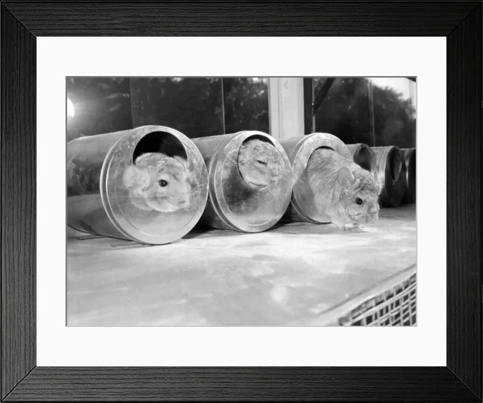 Framed Print : 3 chinchillas at the BK Chinchilla Ranch in Rednal. They are wallowing in a special