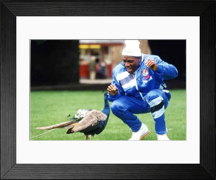 Framed Print : Frank Bruno meets a tough opponent before his fight with Lennox Lewis in Cardiff Framed Print : Frank Bruno meets a tough opponent before his fight with Lennox Lewis in Cardiff