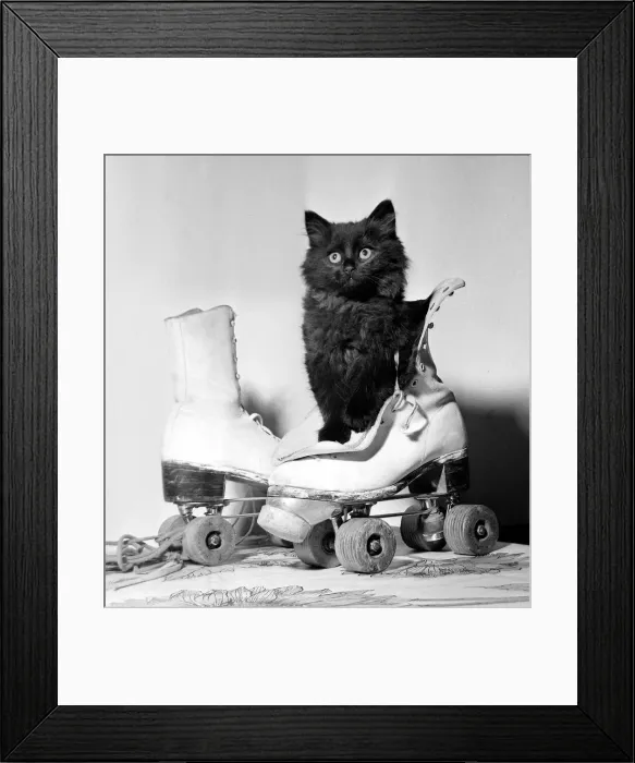 Framed Print : Sooty the kitten poised for the camera inside a rollerskate August 1965 Framed Print : Sooty the kitten poised for the camera inside a rollerskate August 1965