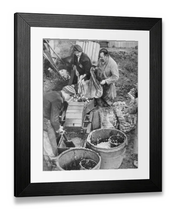 : Cider fortnight, when the men of the village combine to convert the harvest of hundreds : Cider fortnight, when the men of the village combine to convert the harvest of hundreds
