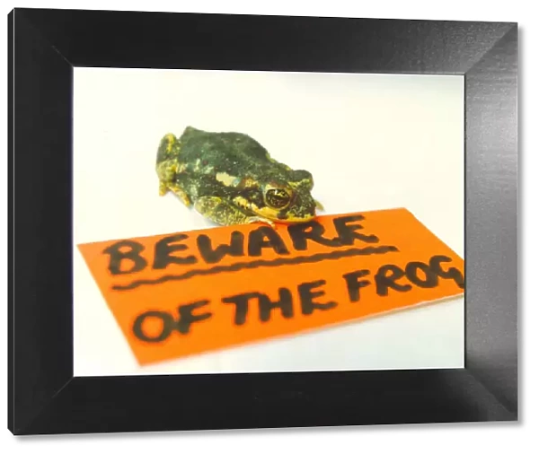 A frog with a beware of frog sign