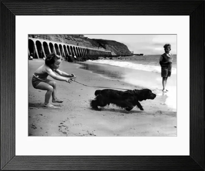 Framed Print : Seaside Holidays / Children with Animals Dog Young Judy Early tries to control her Framed Print : Seaside Holidays / Children with Animals Dog Young Judy Early tries to control her