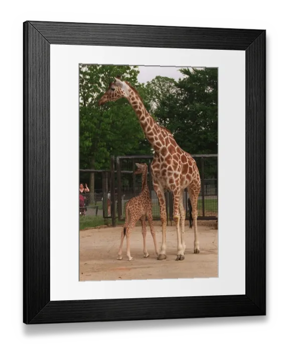 Framed Print : Baby Giraffe at Whipsnade Wild Animal Park born on Thursday 20 June June 1996