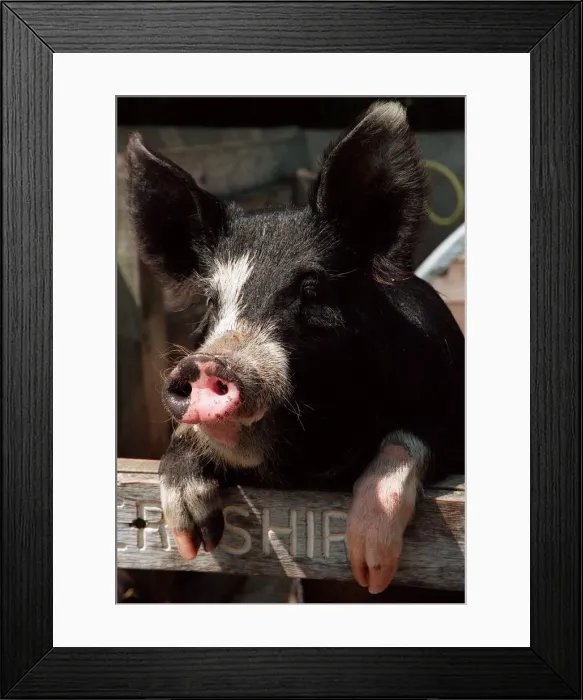 Framed Print : Berkshire pig rare breeds at Aldenham Country Park July 1996 Framed Print : Berkshire pig rare breeds at Aldenham Country Park July 1996