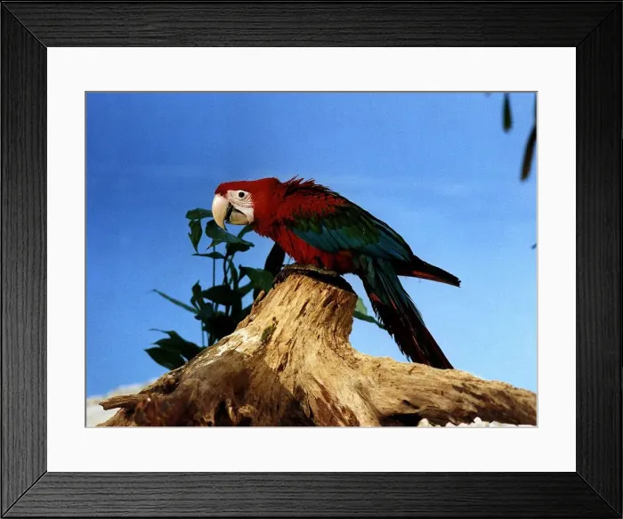 Framed Print : Green wing Macaw circa 1994