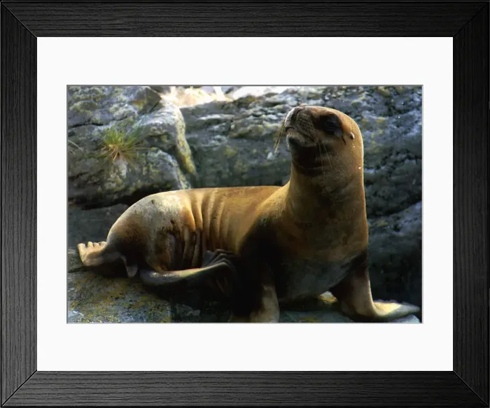 Framed Print : Falklands Sea Seal where the population has dropped by 90% March 1993