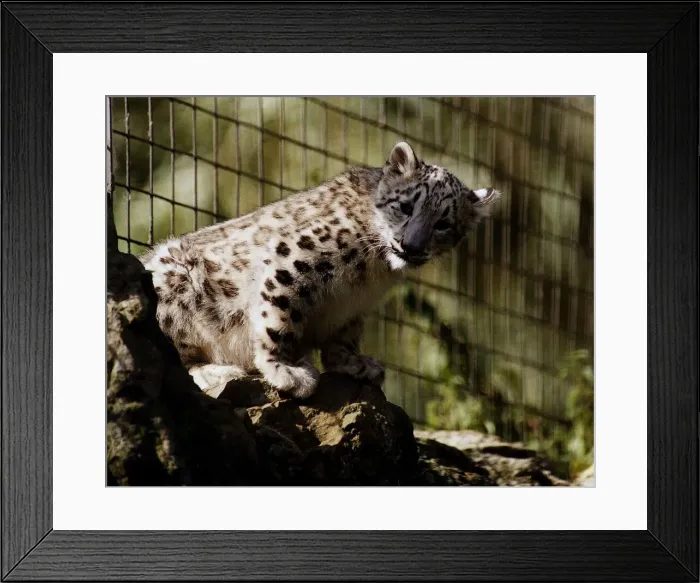 Framed Print : Chessington Zoos new Snow Leopard cub Raisa August 1993 Framed Print : Chessington Zoos new Snow Leopard cub Raisa August 1993
