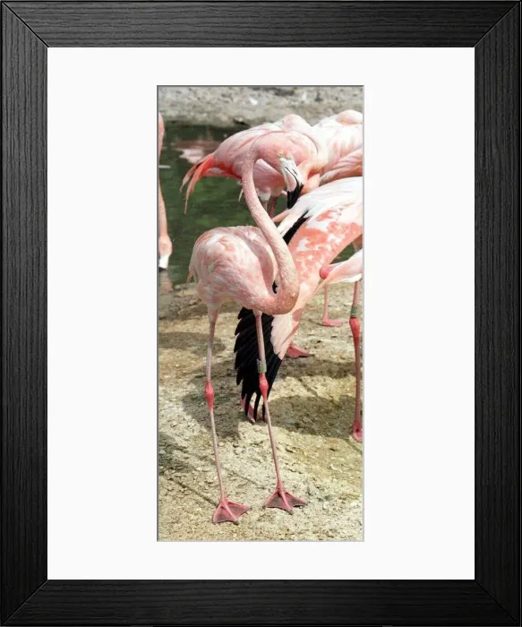Framed Print : Flamingo Bird at Wetlands and Wildfowl Trust in Slimbridge Gloucestershire being filmed Framed Print : Flamingo Bird at Wetlands and Wildfowl Trust in Slimbridge Gloucestershire being filmed