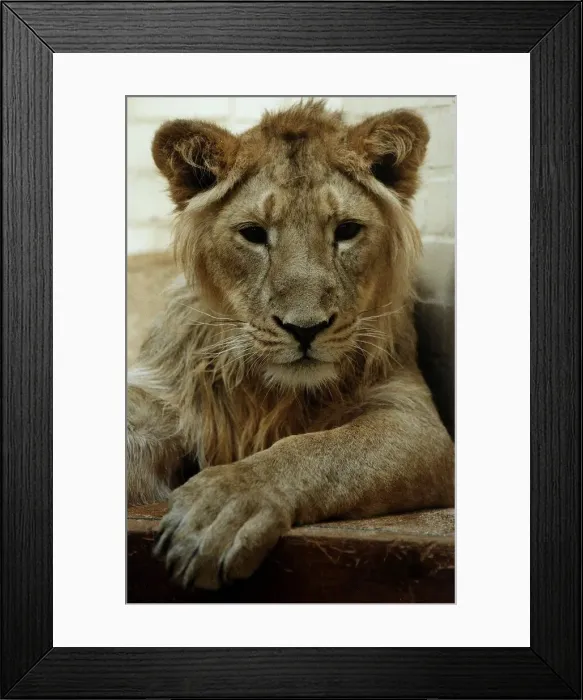 Framed Print : Lion circa 1991