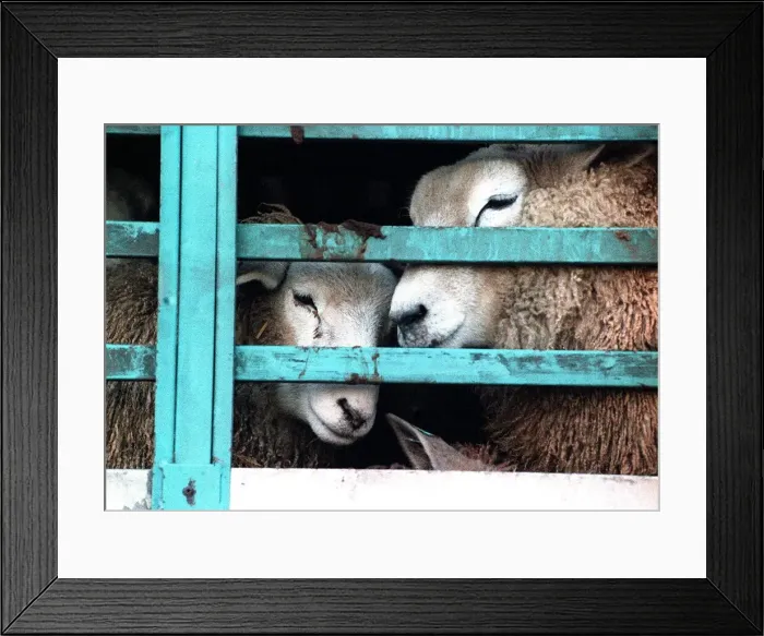 Framed Print : Sheep being loaded onto lorry container for exports December 1994 Framed Print : Sheep being loaded onto lorry container for exports December 1994