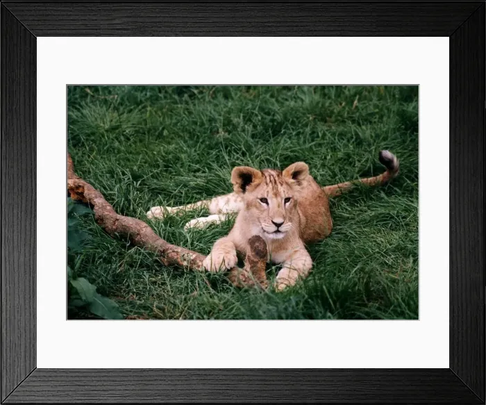 Framed Print : Lion Cub circa 1994 Framed Print : Lion Cub circa 1994