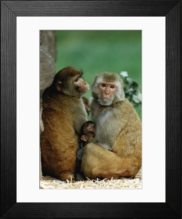 Framed Print : Animals Rhesus Monkeys August 1992 Framed Print : Animals Rhesus Monkeys August 1992