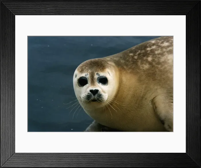 Framed Print : Animals Seals May 1994 Framed Print : Animals Seals May 1994