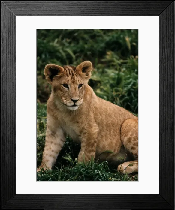 Framed Print : Lion Cub circa 1994