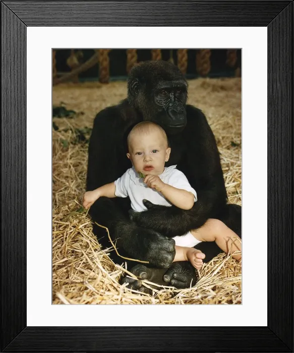 Framed Print : A gorilla sitting with Tanya Aspinall age four and a half on his lap at John Aspinall