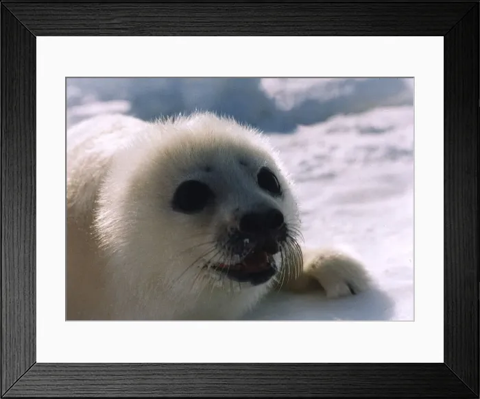 Framed Print : Seal lyinmg in snow March 1990 Framed Print : Seal lyinmg in snow March 1990