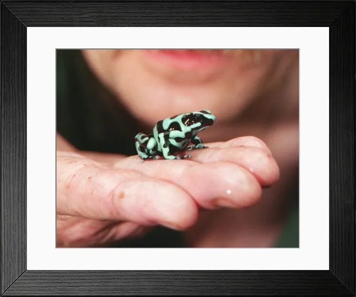Framed Print : Mick Carman of London Zoo with a Poison Arrow Frog. October 1998 Framed Print : Mick Carman of London Zoo with a Poison Arrow Frog. October 1998