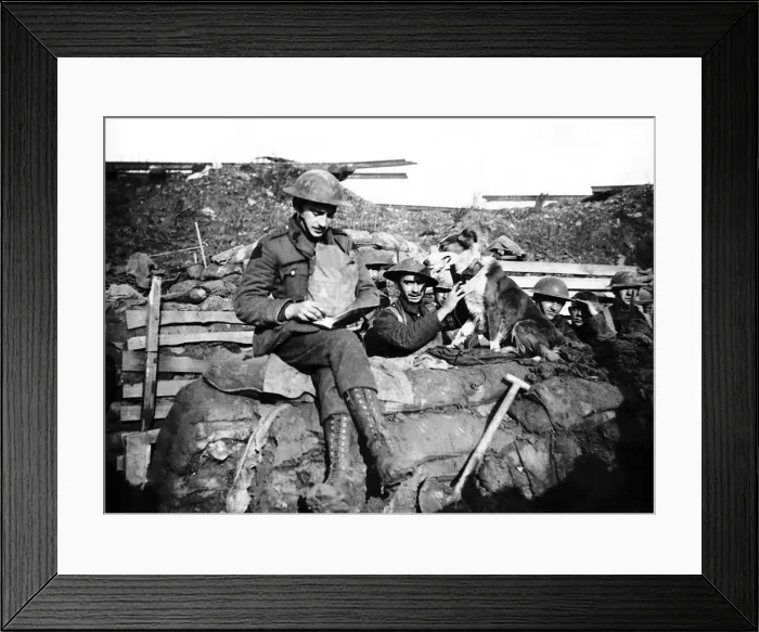 Framed Print : Trench messenger dog after delivering a message to a British trench on the Western Front Framed Print : Trench messenger dog after delivering a message to a British trench on the Western Front
