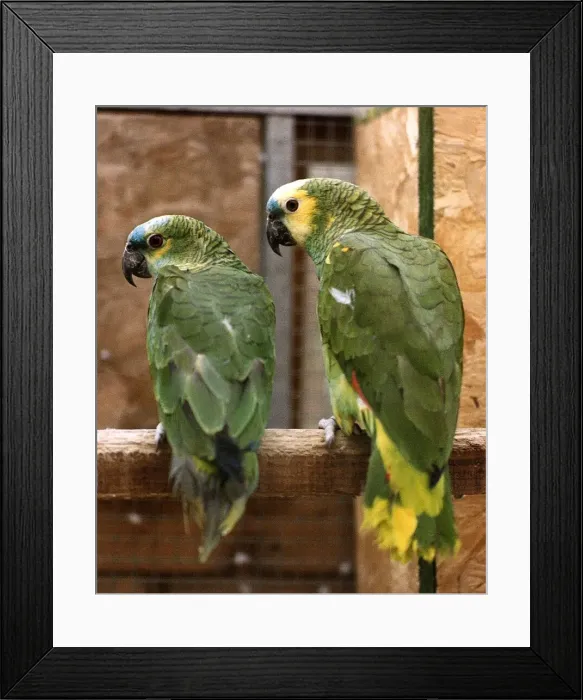 Framed Print : Amazon Parrots circa 1995 Framed Print : Amazon Parrots circa 1995
