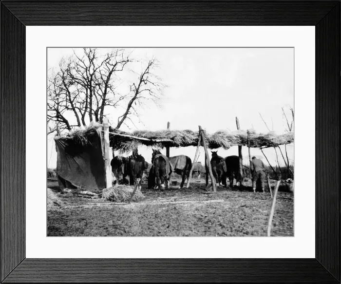 Framed Print : A make shift blacksmith shelter for horses at the Western Front 1915 Framed Print : A make shift blacksmith shelter for horses at the Western Front 1915