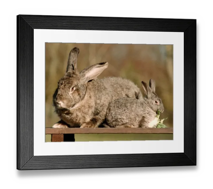 Framed Print : Bodmin the Flemish Giant rabbit March 1999 with a normal size rabbit