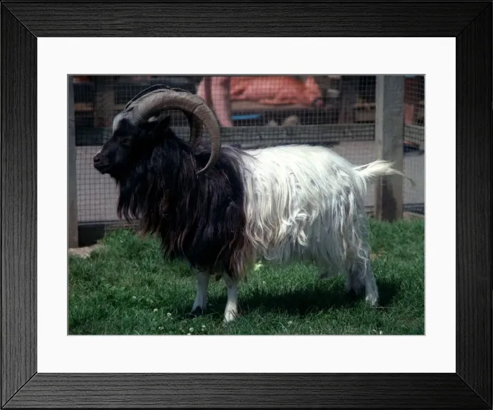 Framed Print : Bagot Goat Ram rare breed at Aldenham Country Park July 1996