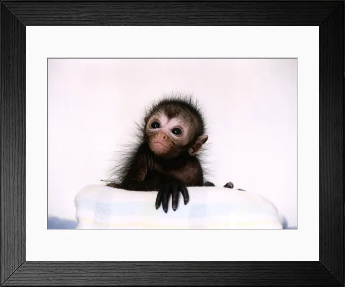 Framed Print : Black Spider Monkey Pedro at Colchester Zoo circa 1994 Framed Print : Black Spider Monkey Pedro at Colchester Zoo circa 1994