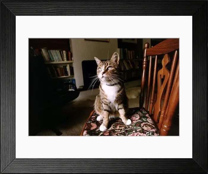 Framed Print : Frank that goes with the sale of the flat September 1993 Framed Print : Frank that goes with the sale of the flat September 1993