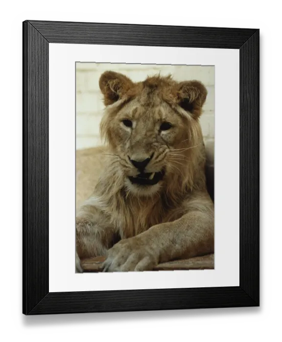 Framed Print : Jake the Lion circa 1991