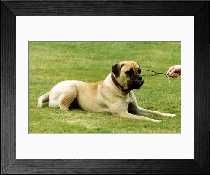 Framed Print : Animals Dogs Bull Mastiff September 1993 Framed Print : Animals Dogs Bull Mastiff September 1993