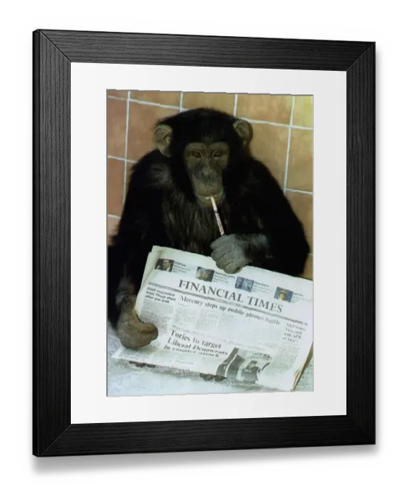 Framed Print : Jamie the chimp at Southport Zoo in Lancashire sits holding the finacial times while Framed Print : Jamie the chimp at Southport Zoo in Lancashire sits holding the finacial times while